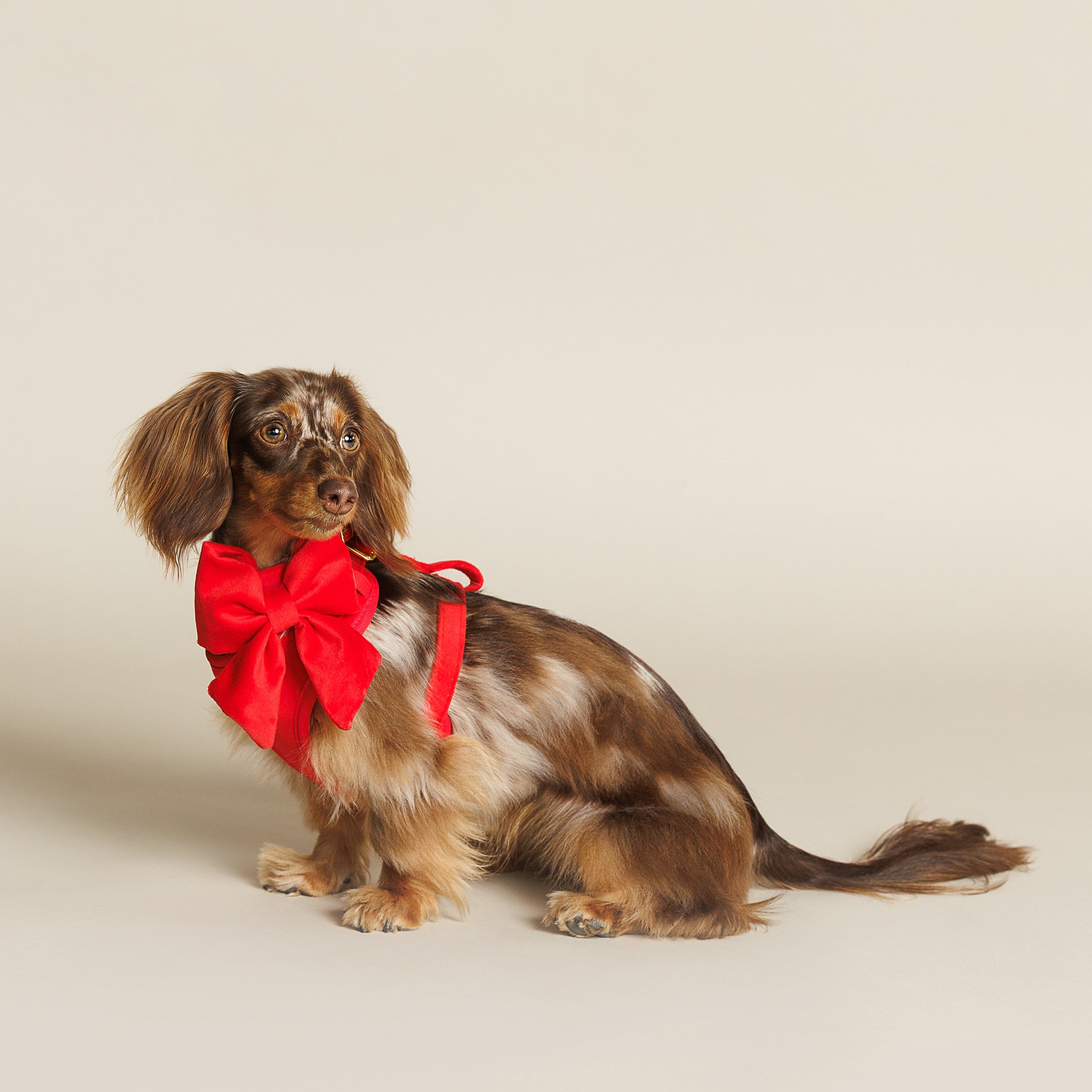 Ruby Lady Bow