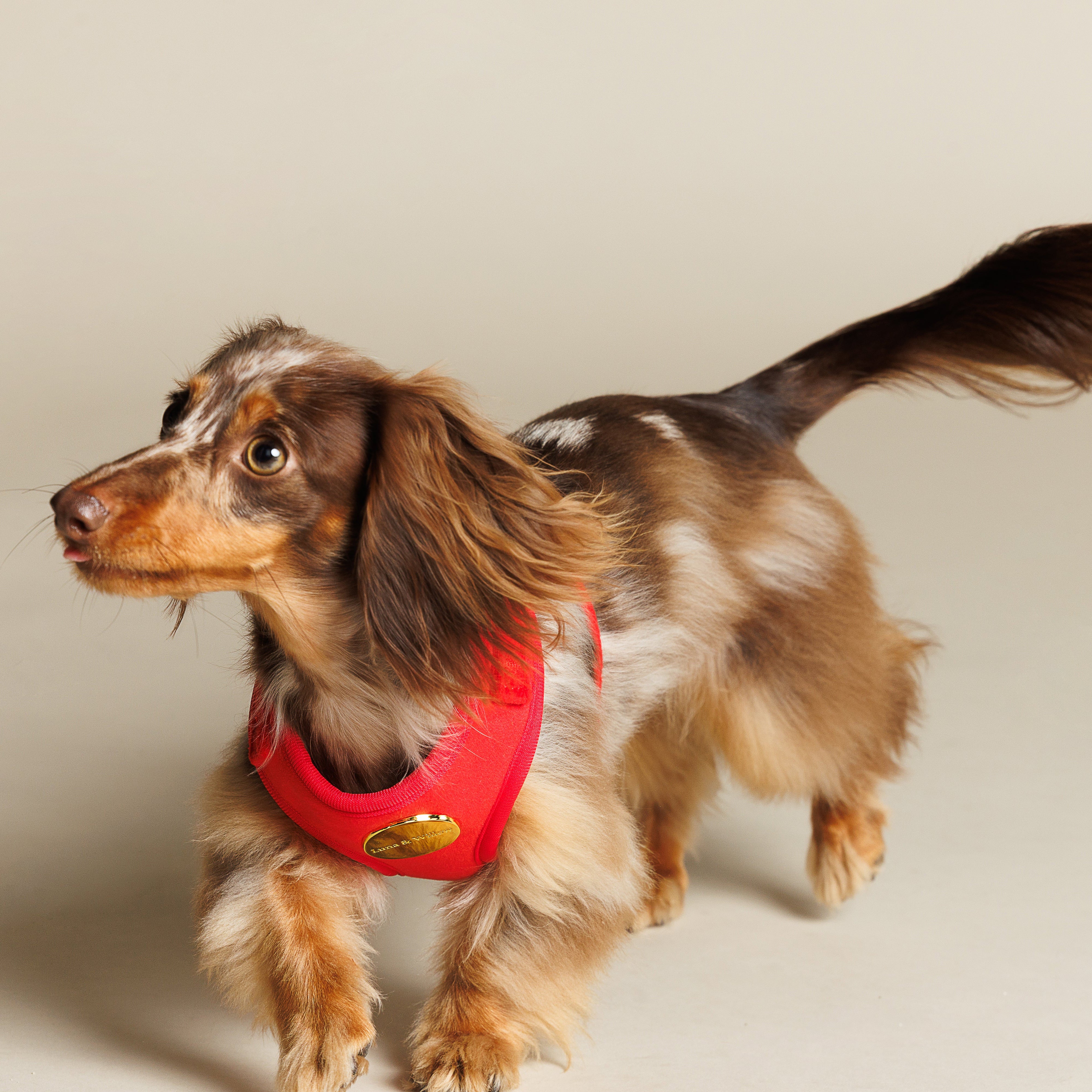 Ruby Harness Set