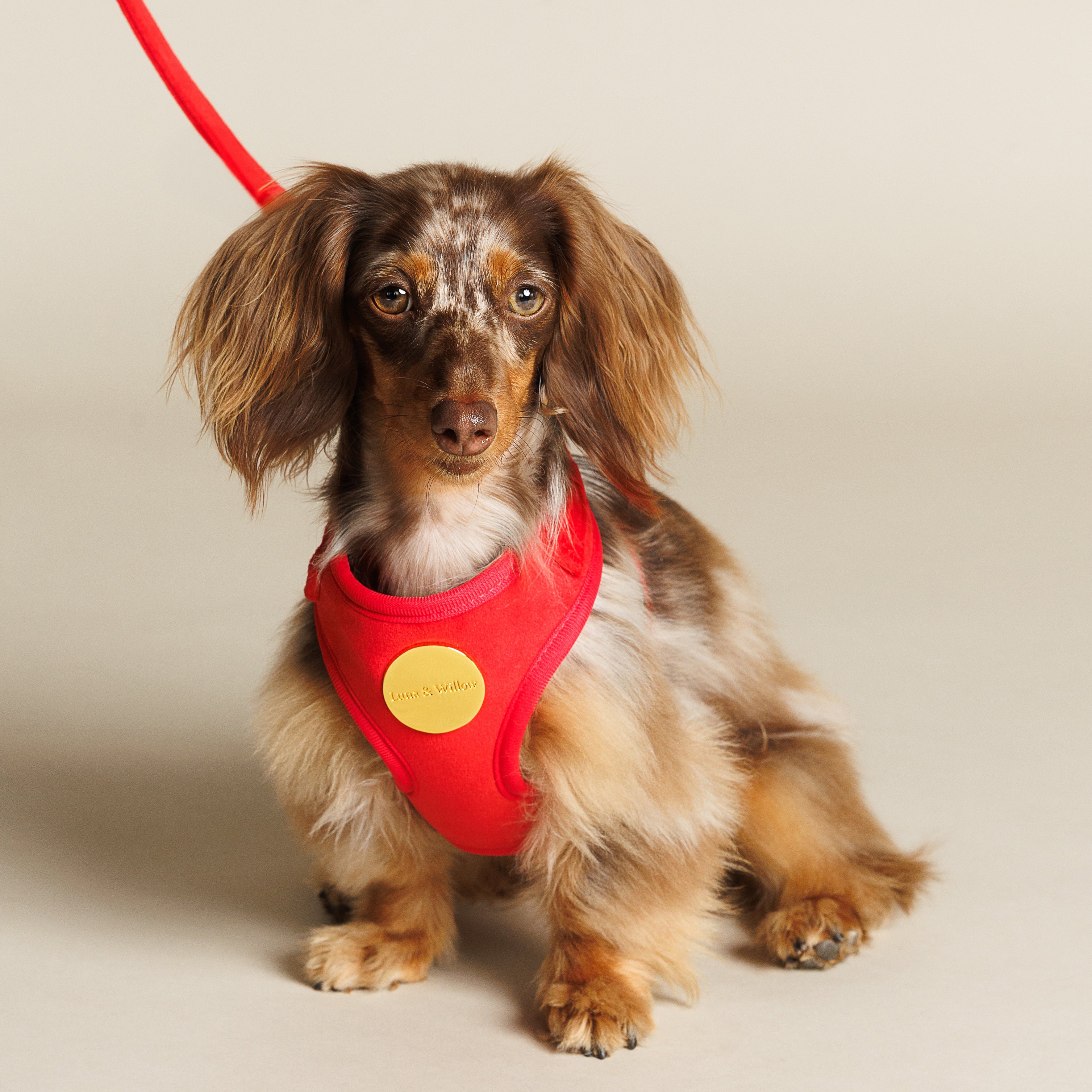Ruby Harness Set
