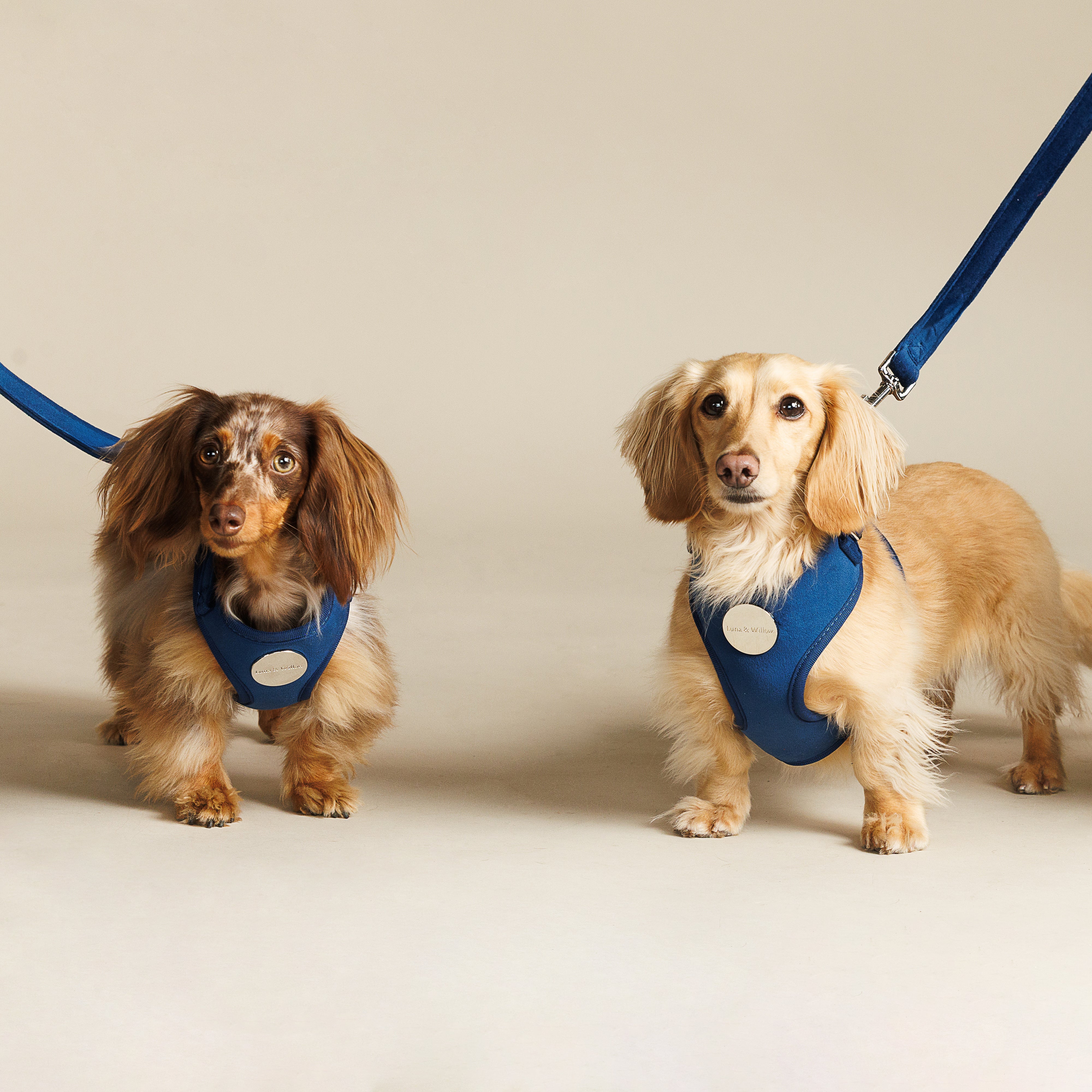 Sapphire Harness Set