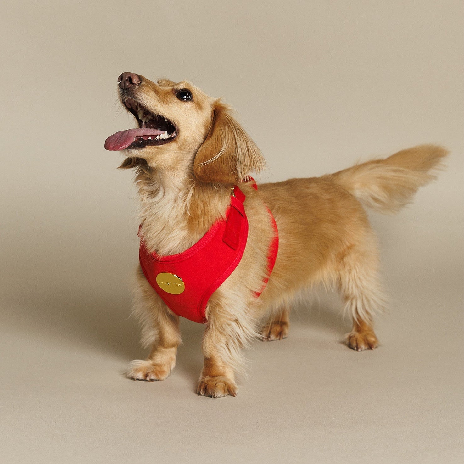 Ruby Harness Set
