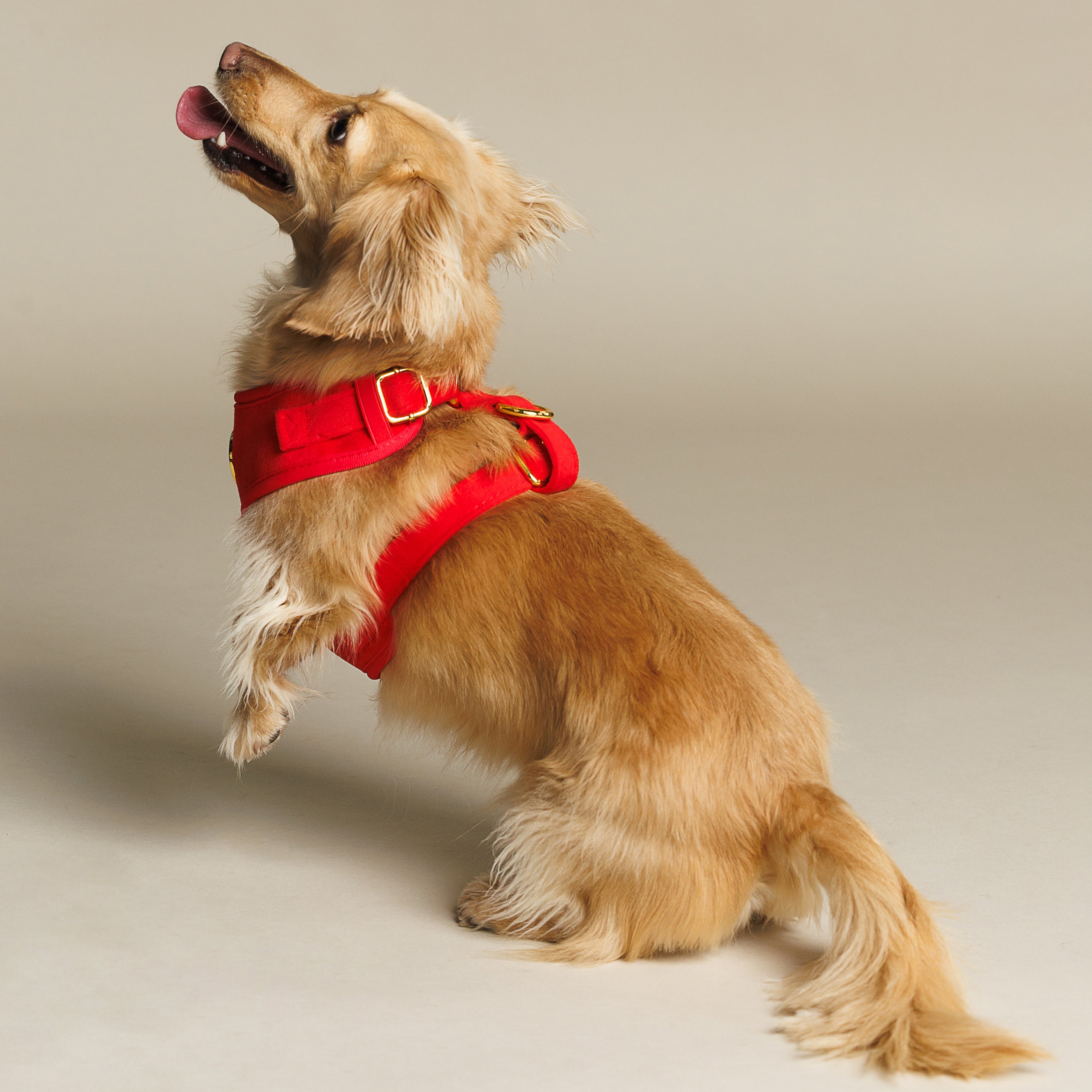 Ruby Harness Set