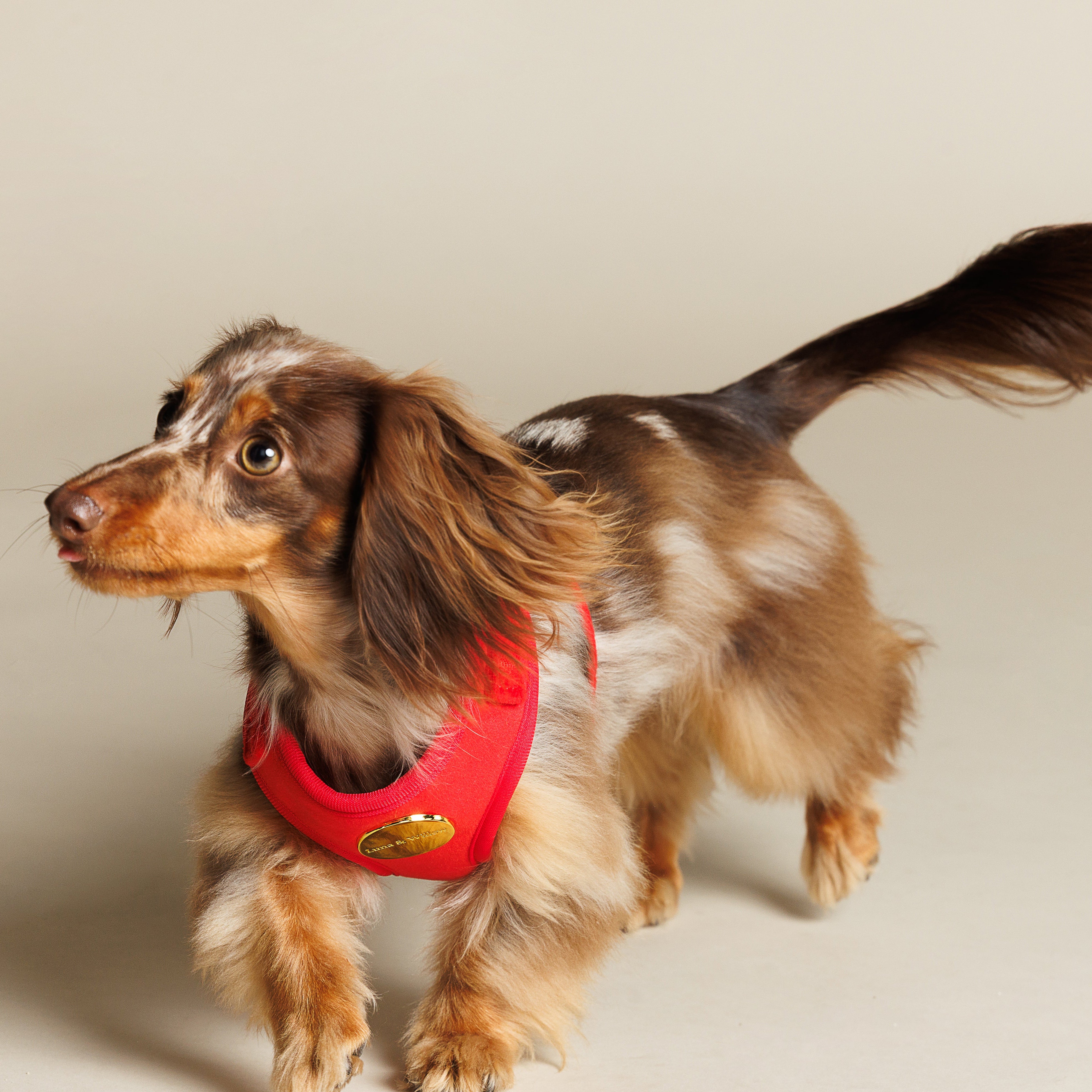 Ruby Harness
