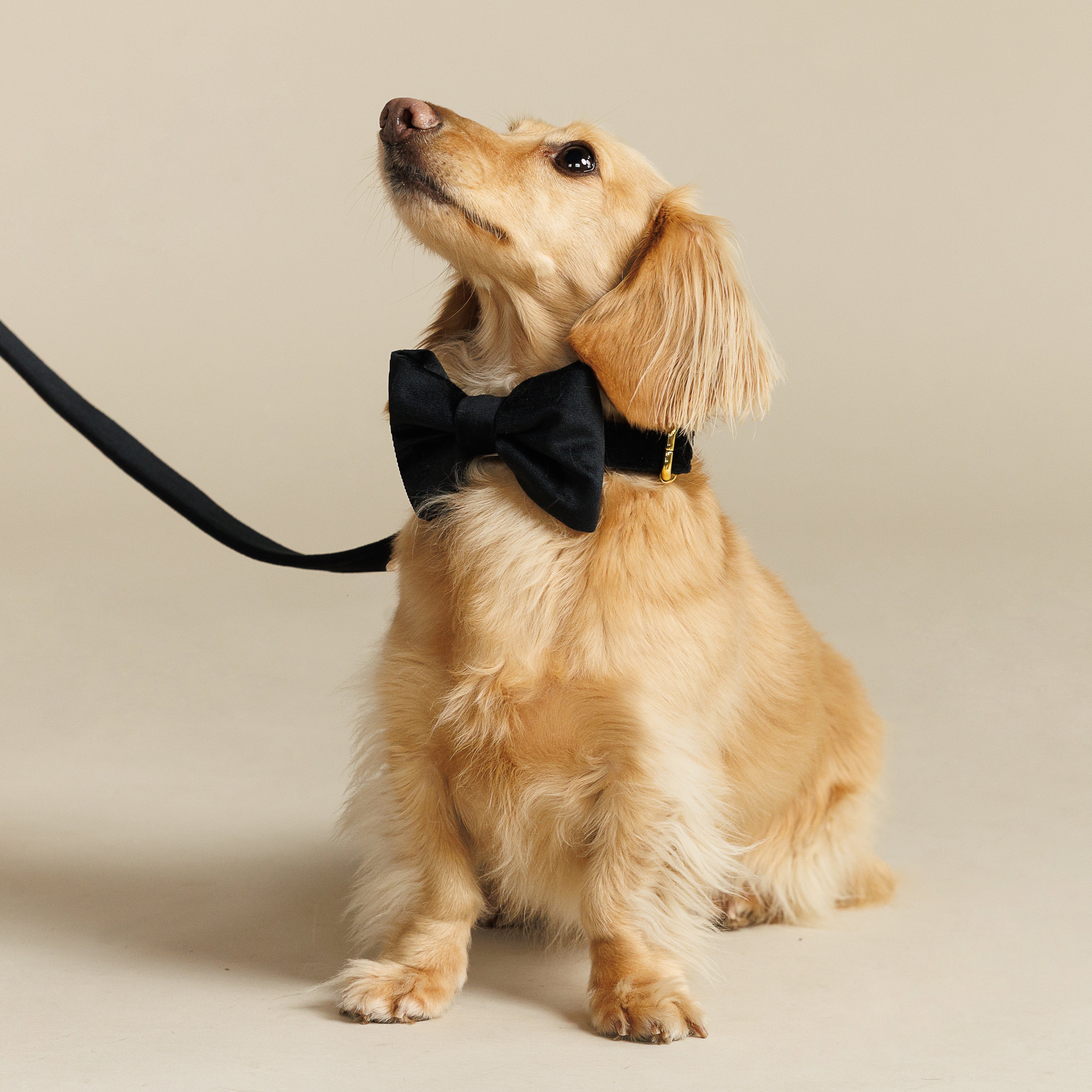 Onyx Bowtie